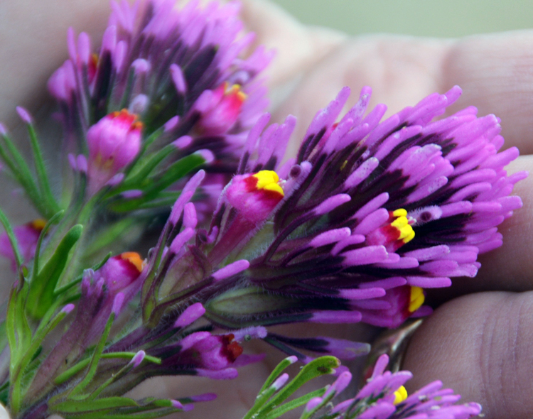 flower closeup